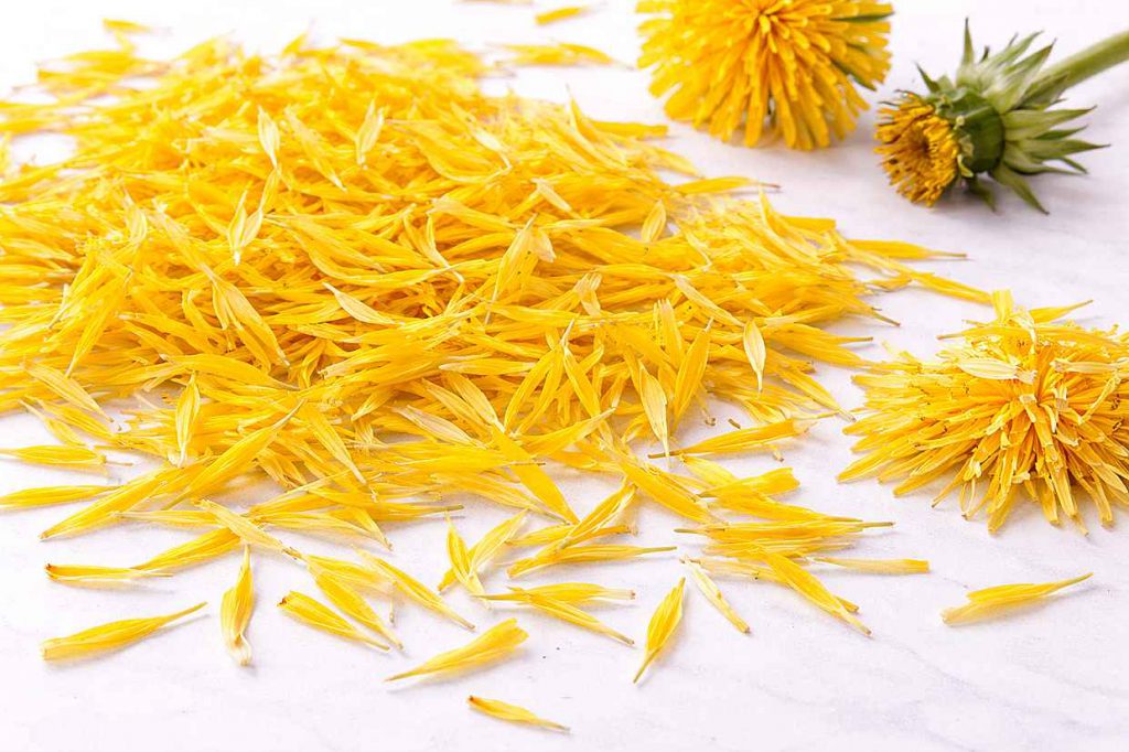 Fresh bright yellow dandelion petals pulled from their green bases scattered on a white ceramic surface with a few whole dandelion flowers showing the petal pulling technique